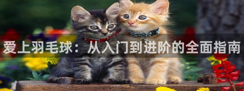 bbin视讯