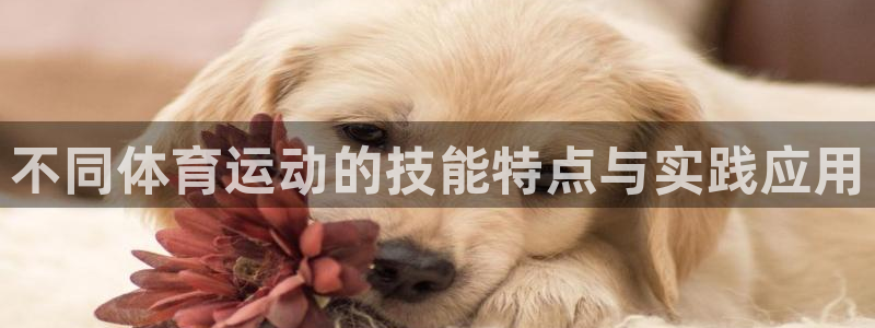 bbin视讯游戏平台
